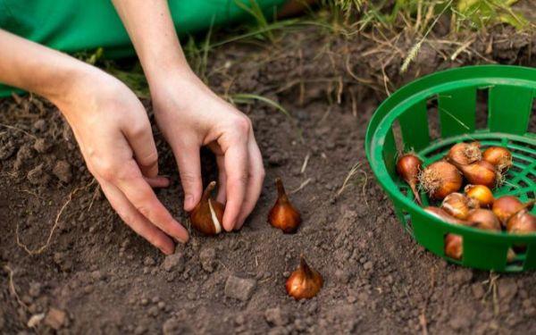 Sadzenie roślin cebulowych: sadzimy tulipany, narcyzy, hiacynty, krokusy